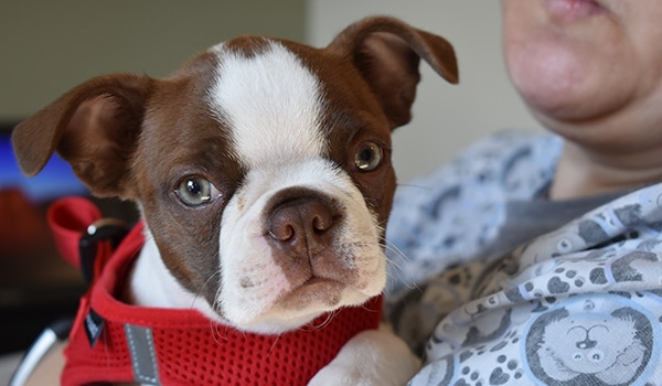 animal-hospital-of-waynesboro-employee-holding-cute-puppy Dog's owner requested an appointment online